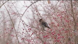 文须雀 Bearded Reedling [upl. by Enairda]