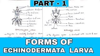 Part  1  Forms of Echinodermata larva  Bipinnaria Brachiolaria Auricularia Larva [upl. by Christa]