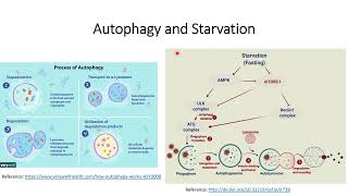 Autophagy and Starvation Code 559 [upl. by Dickson]