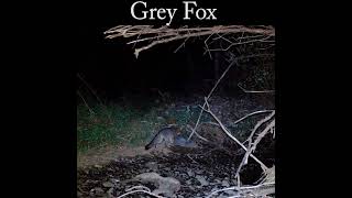 Grey fox at lower pool wildlife nature fox [upl. by Ativel403]