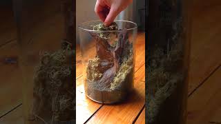 Tutorial build a simple Drosera moss terrarium terrariums carnivorousplant [upl. by Leirda]