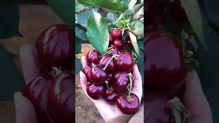 HighYield Cherry Tree Seeds seedscherry [upl. by Oloapnaig612]