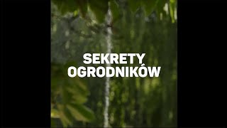 Przycinanie lawendy  Odkrywamy Sekrety Ogrodników [upl. by Yrrad]