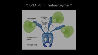 DNA polymerase III holoenzyme بالعربي [upl. by Tnaryb812]