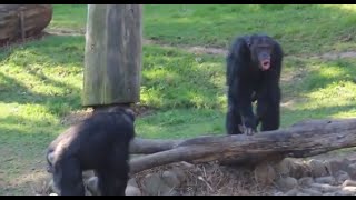 Chimpanzee sounds  Common Chimpanzee Pan troglodytes making Chimp noises [upl. by Notwal]