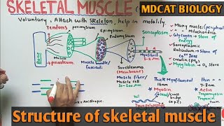 Skeletal muscle structure  NMDCAT 2021 [upl. by Sager]