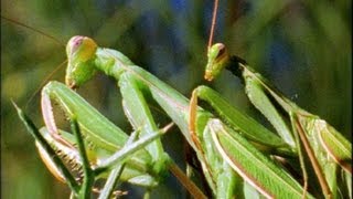 Mantis Mating  Wildlife On One Enter The Mantis  BBC Earth [upl. by Hanahs165]