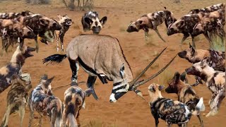 10 Wild Dogs Attack And Eat Live Antelope Oryx Peanuts  Lion vs Wild dog Buffalo Crocodile [upl. by Eilis500]