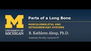 Skeletal System Parts of Long Bone [upl. by Mel936]