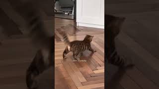 Hcatcatlover fumny fumnyvideos foryou fypage fyp fumnycatcats [upl. by Lobell]