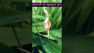 इलायची के पौधे पर खिला खूबसूरत फूलmygreenplants shorts trending viralshorts garden youtube [upl. by Bencion934]