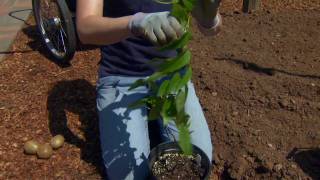 Planting a Hardy Kiwifruit [upl. by Anigue240]