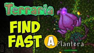 Terraria how to FIND PLANTERA bulb easy 2024 NO EXPLORE [upl. by Aliuqet337]