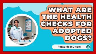 What Are the Health Checks for Adopted Dogs  PetGuide360com [upl. by Addy]