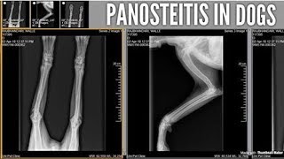 Bone Inflammation PANOSTEITIS in Dogs [upl. by Liris]