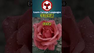 F101 How to say rose in American English shorts foreignlanguage howtopronounce flowers rose [upl. by Schroeder]