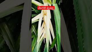 Kewda Mogalidonkaమొగలి పువ్వుfragrance flower telugushorts teluguvlogs ytshortsindia [upl. by Eltsyrhc]