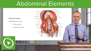 Skeletal amp Muscular Elements of the Abdominal Wall – Anatomy  Lecturio [upl. by Boykins]