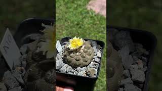 Would you like to see where Copiapoa hypogaea lizard skin comes from [upl. by Keiryt]