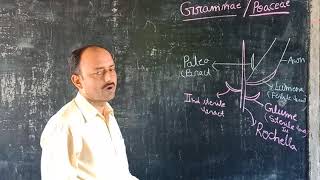 Gramineae family Part 1 by Dr Vivek Mani Tripathi [upl. by Ok]