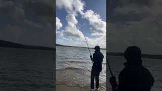 Catch release blue spotted stingray [upl. by Nimajeb]