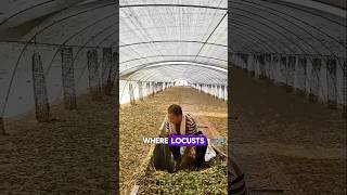 Grasshopper farming sciencefacts shorts shortvideo [upl. by Russ]