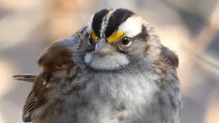 Whitethroated sparrow call  song  sounds [upl. by Thorley620]