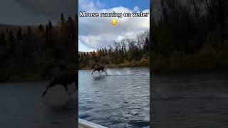 Moose running on the water animals shorts wildmoose [upl. by Llertnek]