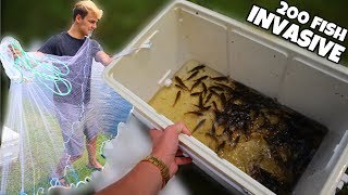 Capturing 200 Invasive Fish For Feeding INSANE [upl. by Ecinereb]