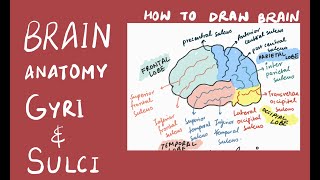 Brain Anatomy  Gyri and sulci  Anatomy  How to draw [upl. by Jade]