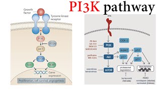 Pi3k Pathway [upl. by Aramoj]