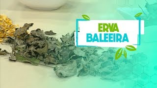 Conheça o poder medicinal da erva baleeira [upl. by Tezile]