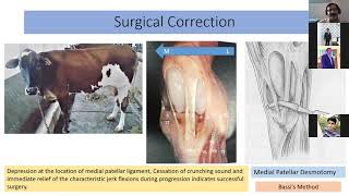 Upward Fixation of Patella and Stringhalt in Large Animals by Dr Ramesh Kr Tiwari [upl. by Jaime]