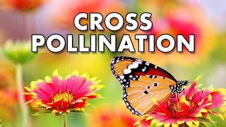 CROSS POLLINATION Allogamy [upl. by Akselav]