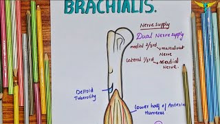 Brachialis Muscle  Upper Limb [upl. by Muscolo]