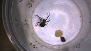 Latrodectus geometricus quotBlack formquot feeding Brown Widow [upl. by Ennovyhc163]