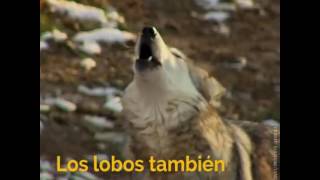 Conoce la importancia de los lobos en Yellowstone [upl. by Obeded]