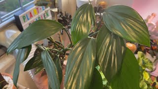 Rhaphidophora decursiva  Fast grower and easy indoor houseplant [upl. by Lad]