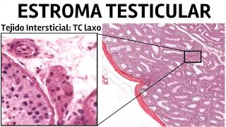 Histología CBCC5  T12  Testículo [upl. by Laucsap]