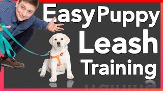 How to Leash Train your Puppy [upl. by Yllop]