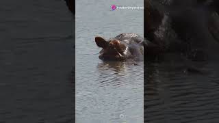 How Heavy Are Hippos 🦛 [upl. by Huskamp]