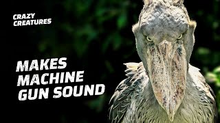 Shoebills Sound Like Machine Guns [upl. by Hyacinthie225]