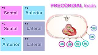 Ischemia 37  Localization on ECG [upl. by Larimor]