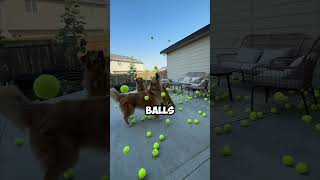 Man Dropped 300 Tennis Balls To His Dogs 🐶 [upl. by Ahsel792]