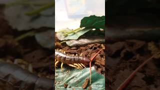 Scolopendra dehaani amazing butiful giantcentipede speed dangerous venomous [upl. by Alimaj]