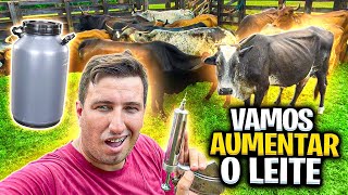 FAZENDO REMÉDIO NAS VACAS DE LEITE PARA AUMENTAR O LEITE [upl. by Stoll]