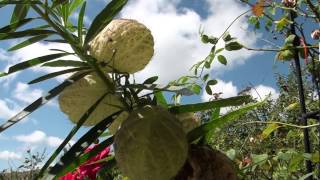 Asclepias fruticosa syn Gomphocarpus fruticosus [upl. by Gervase]