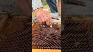 Placing Queen Bee Cell In Beehive 👑🐝 [upl. by Lamiv]