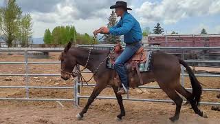 STAMEY Hip 85 Video Trailer Jake Clark Mule Days 2023 [upl. by Ehcrop]