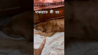 😳😱MINIVLOG 🐾🐶🐕dog minivlog trending puppy shorts viralhog yt 🔥🔥 [upl. by Jos]